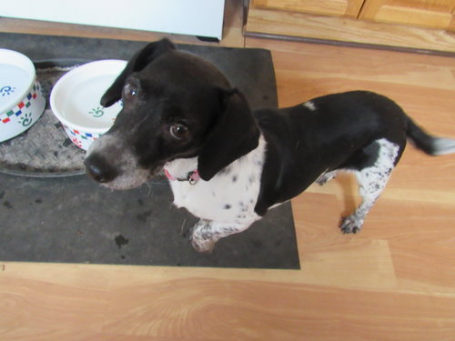 Dottie