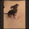 Boomer -Pup