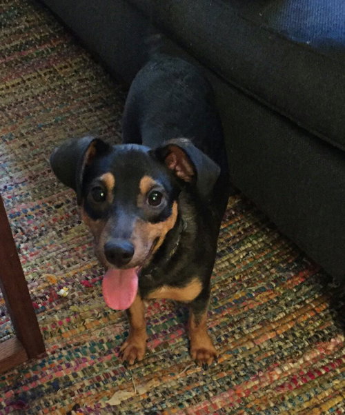 Boomer -Pup