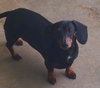 Roxie