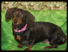 Roxie