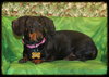 Roxie