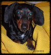Roxie