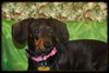 Roxie