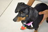 Roxie
