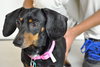 Roxie
