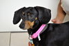 Roxie