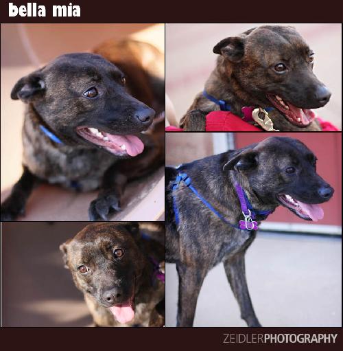 Bella Mia