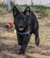 Onyx