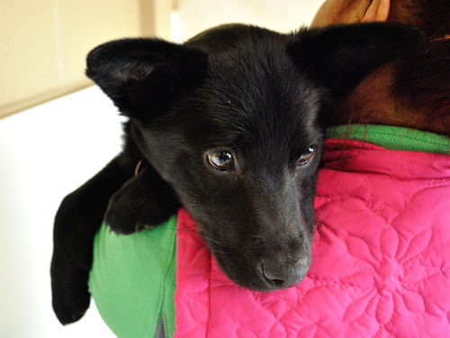 Onyx