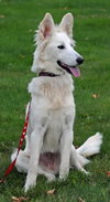 Holly
