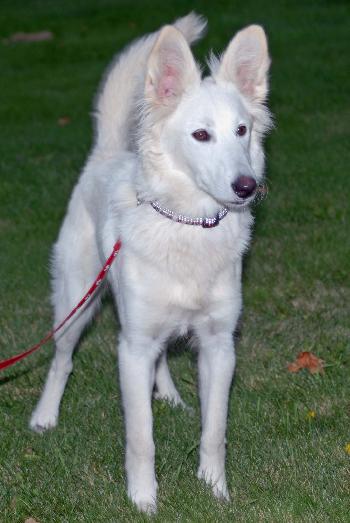 Holly