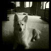 Holly