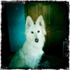 Holly