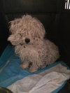 Mickey - Pup
