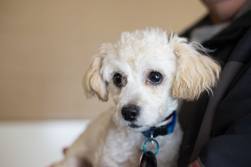 Mickey - Pup
