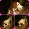Polly