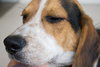 Buckley