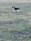 Buckley