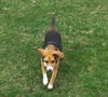 Chase