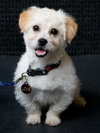 Louie