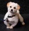 Louie