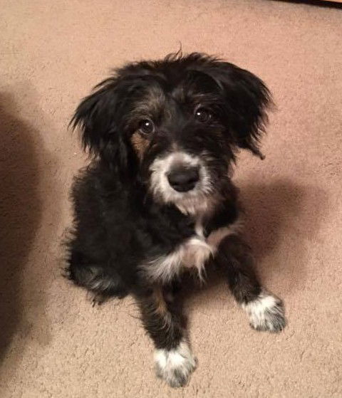 Gracie