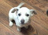 Mckenna  - Puppy