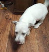 Mckenna  - Puppy