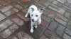 Mckenna  - Puppy
