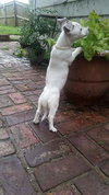 Mckenna  - Puppy