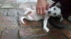 Mckenna  - Puppy