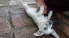 Mckenna  - Puppy
