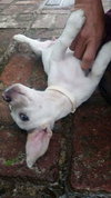 Mckenna  - Puppy