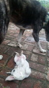 Mckenna  - Puppy