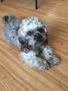 Piper
