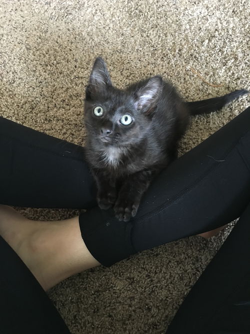 Felix