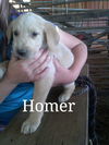 Homer