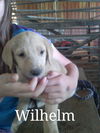 Wilhelm