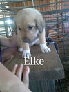 Elke