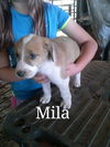 Mila