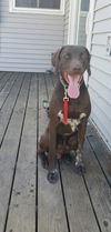 Sarge