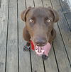 Sarge