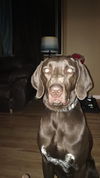 Sarge
