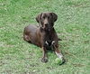 Sarge