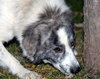 Stella