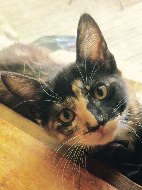 Frida