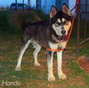 Hondo