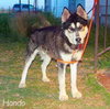 Hondo