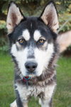 Hondo